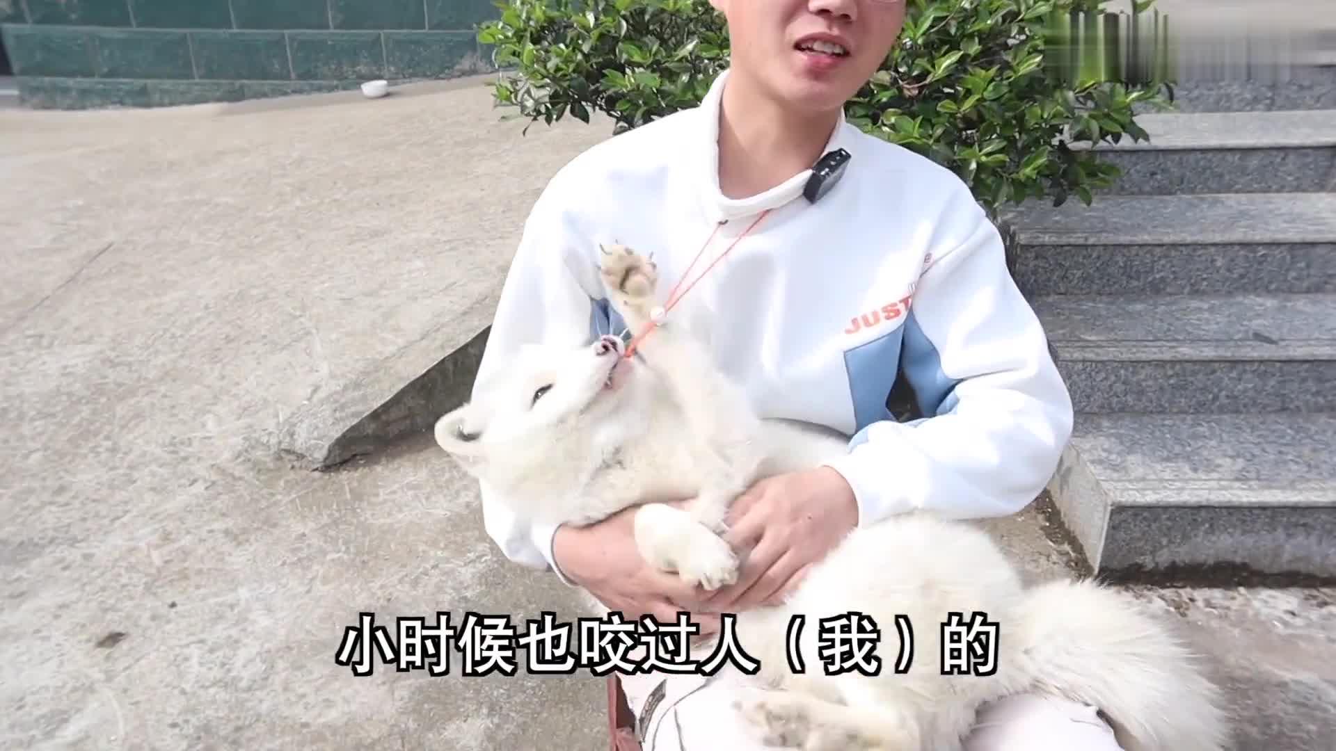 新版小狐狸怎么交易(小狐狸怎么提现)
